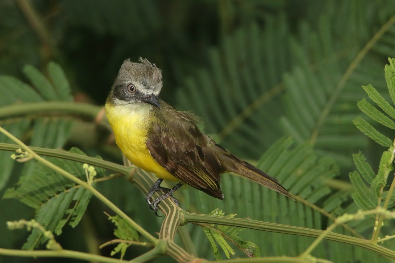 Sandoval & Parrot Clay lick Tambopata 4 days / 3 nights