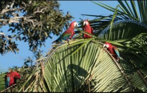 Macaw Clay Lick Tambopata 5 days / 4 nights