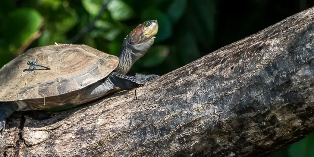 Hacienda Tambopata Lodge 1