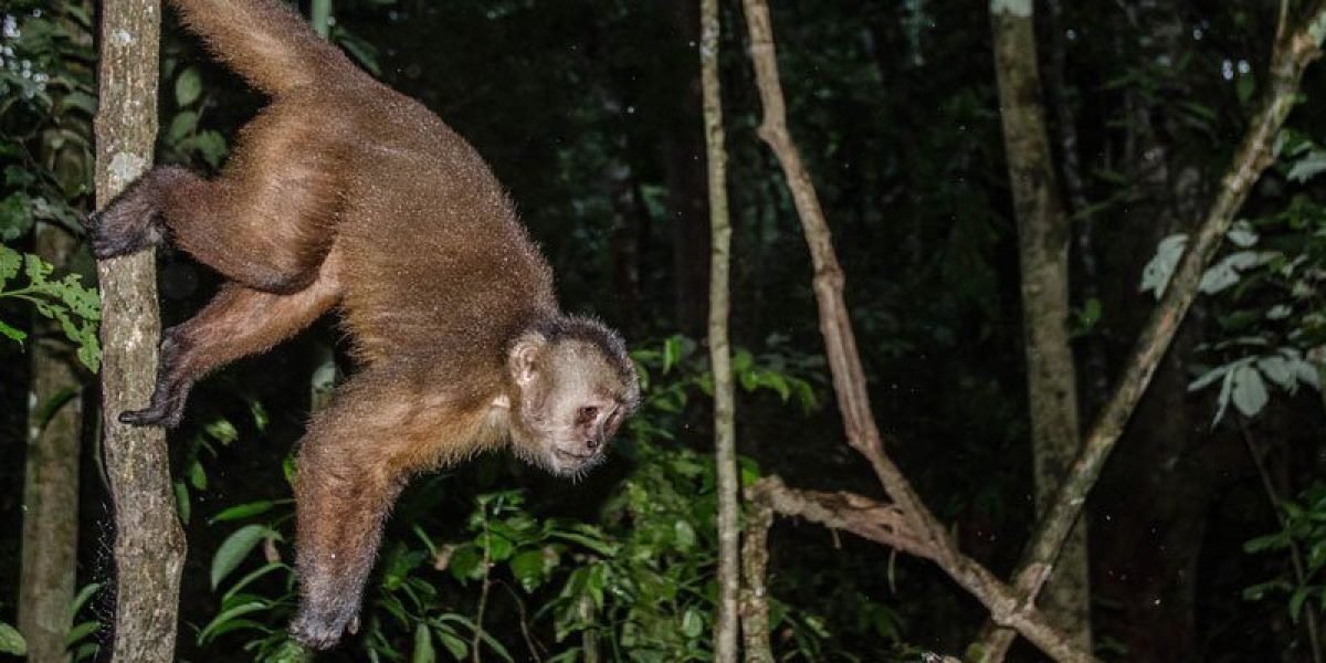 Hacienda Tambopata Lodge Peru