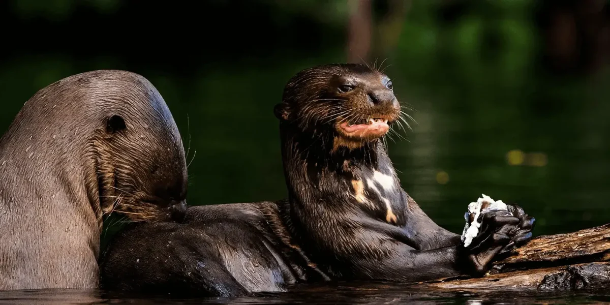 Hacienda Tambopata Lodge2